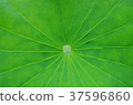 Lotus leaf 37596860