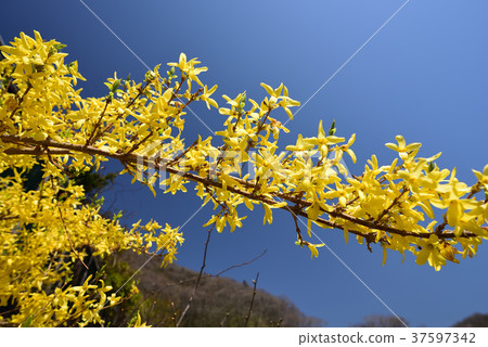 在北海道安倍拍攝了一朵黃色的yamabuki花與5月的清澈的藍天 照片素材 圖片 圖庫