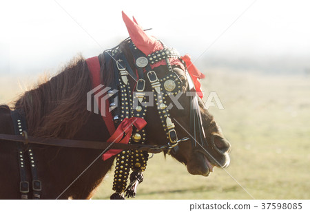 close up of carriage horse head close up of carriage horse head 37598085