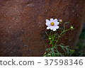 花卉 37598346