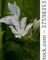 花卉 37598353