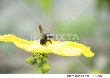 Flower of the dead man and the black bee Flower of the dead man and the black bee 37598390