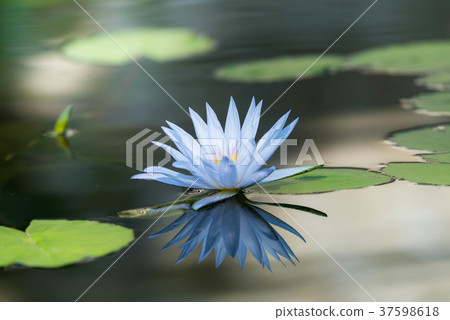 熱帶睡蓮(睡蓮) 熱帶睡蓮(睡蓮) 37598618