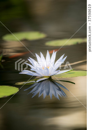 熱帶睡蓮（睡蓮） 37598619