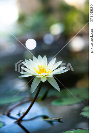 熱帶睡蓮（睡蓮） 37598620
