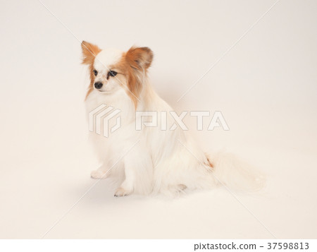 坐著的papillon 37598813