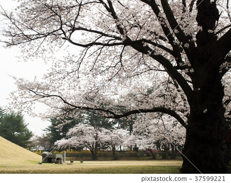 Gyeongju Daehungwon (Chunmaeon) Gyeongju Daehungwon (Chunmaeon) 37599221