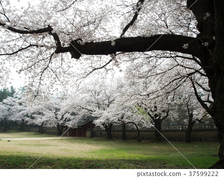 Gyeongju Daehungwon(Chunmaeon) Gyeongju Daehungwon(Chunmaeon) 37599222
