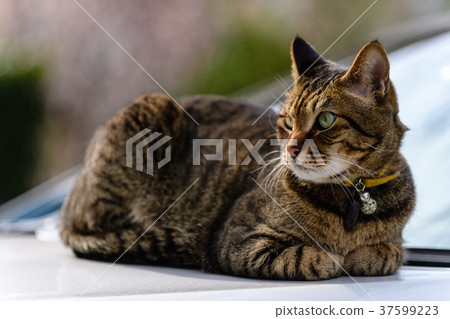 在汽車的石化貓 37599223