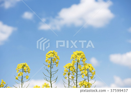 油菜花和藍天 37599437