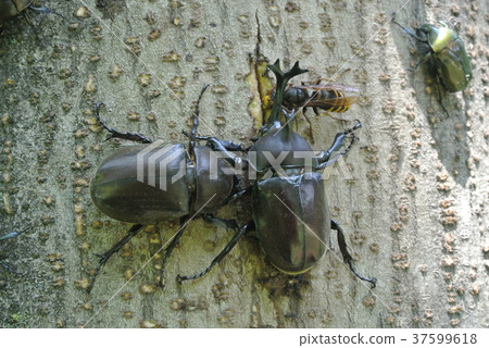 Forest restaurants 37599618