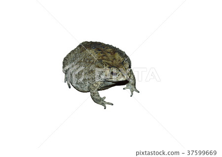 toad swelling isolated in white background 37599669
