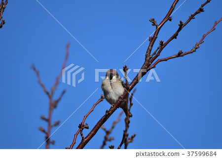 Sparrows remaining in branches Sparrows remaining in branches 37599684