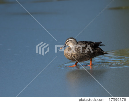 The icy pond karugamo The icy pond karugamo 37599876