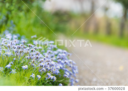 A promenade 37600028