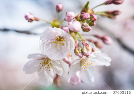Sakura bud and flower 37600116