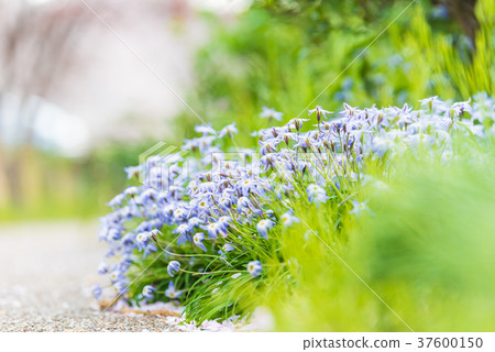 A promenade 37600150