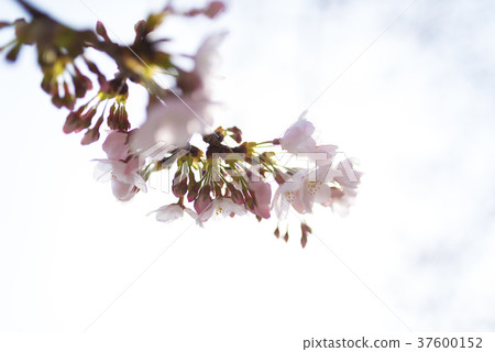 Sakura bud and flower 37600152