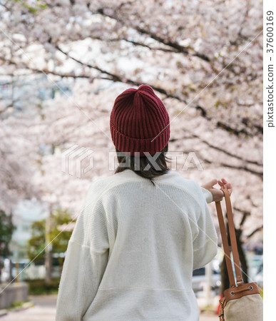 Cherry-blossom viewing Cherry-blossom viewing 37600169