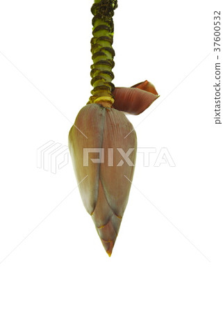 banana blossom hanging on branch  37600532