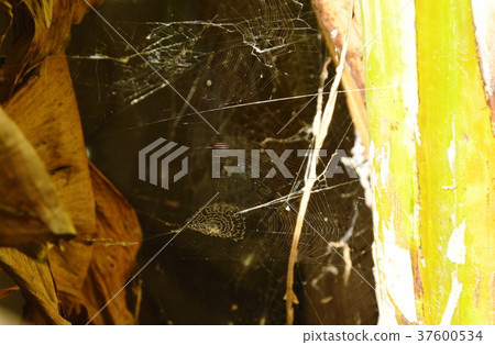 cobweb hiding in dark hole behind banana trunk cobweb hiding in dark hole behind banana trunk 37600534