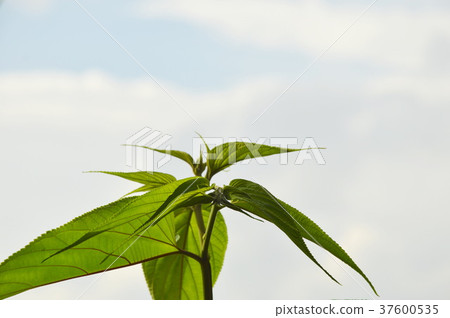 tree top with cloud and sky background 37600535