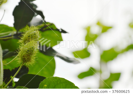 scarlet fruit passionflower in garden scarlet fruit passionflower in garden 37600625