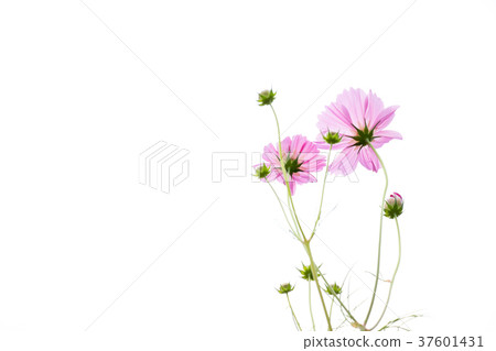 Beautiful pink color cosmos flower on white sky 37601431