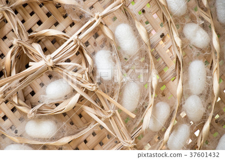 Closed up of group white cocoon of silk worm Closed up of group white cocoon of silk worm 37601432