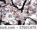 Cherry Blossoms	 37601470