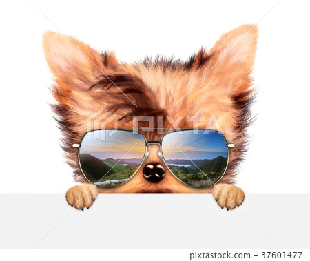 Funny Dog wearing sunglasses behind banner Funny Dog wearing sunglasses behind banner 37601477