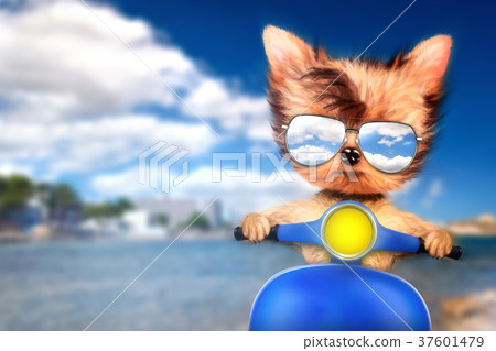 Dog on motorbike with travel background Dog on motorbike with travel background 37601479