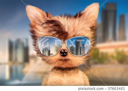 Dog in sunglasses stand in front travel background Dog in sunglasses stand in front travel background 37601481