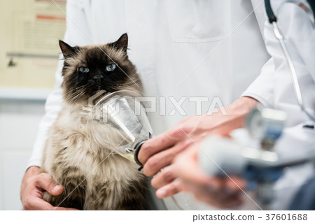 Vet checking cat for symptoms of disease in 37601688