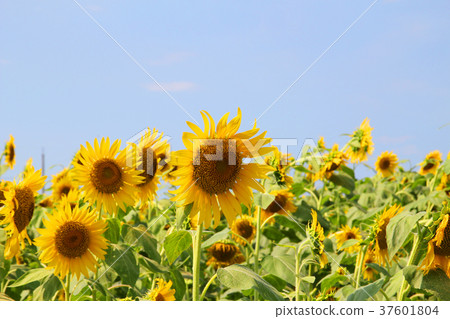 向日葵 37601804