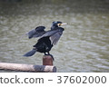 Cormorant to dry feathers 37602000