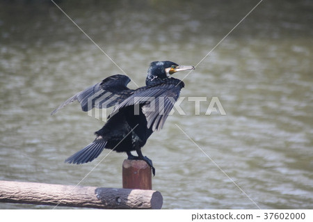 Cormorant to dry feathers 37602000