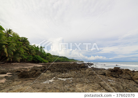 Rocky beach and trees Costa Rica Rocky beach and trees Costa Rica 37602070