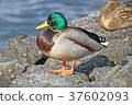 Mallard 37602093