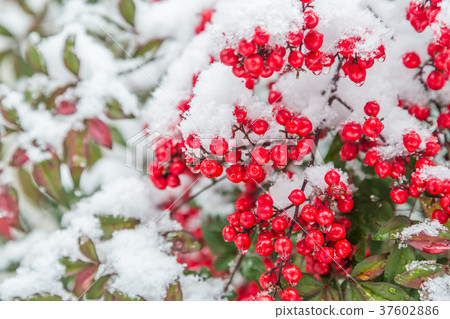 The fruit of the southern sky covered with snow 37602886