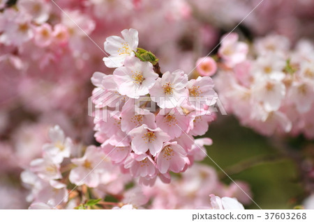 Spring spread, full bloom cherry blossoms Spring spread, full bloom cherry blossoms 37603268