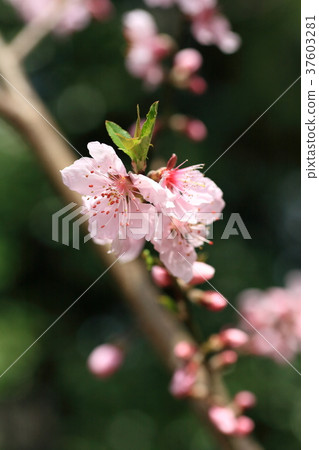 杏仁花盛開 杏仁花盛開 37603281