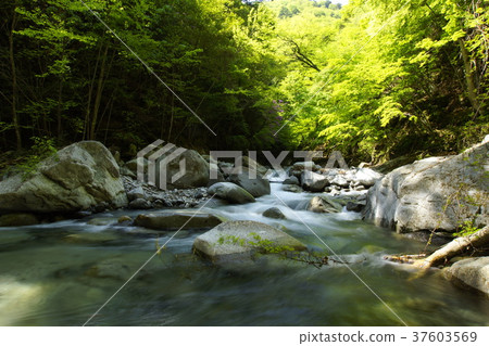 Mountain stream in Nishizawa Valley, Yamanashi Prefecture 37603569