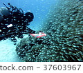 Okinawa diving 37603967
