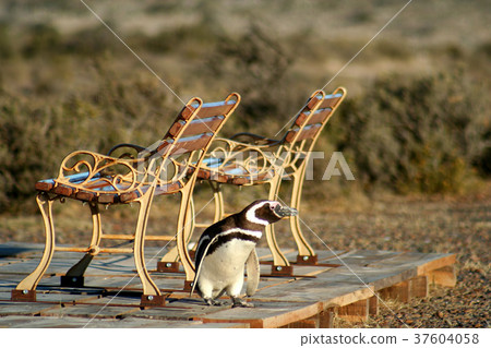 Small tired penguin Small tired penguin 37604058