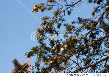 Green pine in a snowy forest underblue sky Green pine in a snowy forest underblue sky 37604167