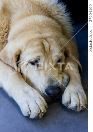 Sad huge beige dog American mastino 37604169