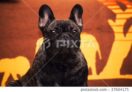 Funny French Bulldog Home Day Sunday Funny French Bulldog Home Day Sunday 37604175