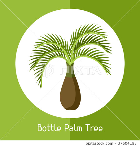 Bottle palm tree. Illustration of exotic tropical Bottle palm tree. Illustration of exotic tropical 37604185