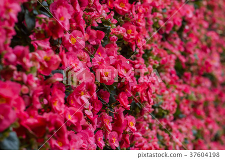 Begonia spp is blossom in the garden. 37604198